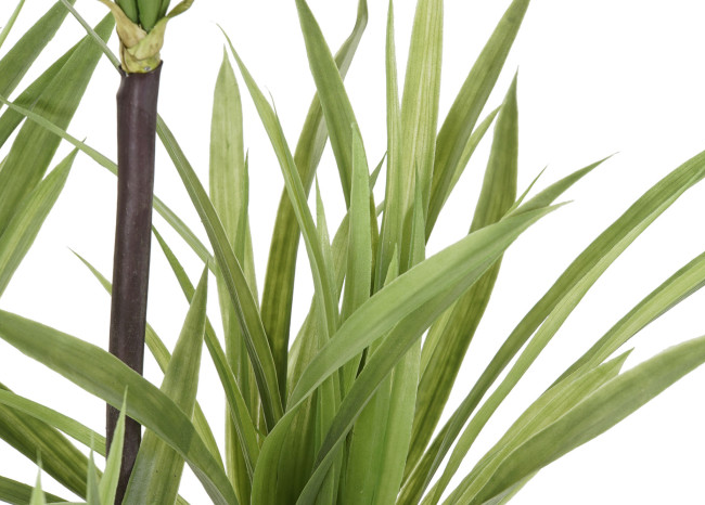 Planta DRACENA