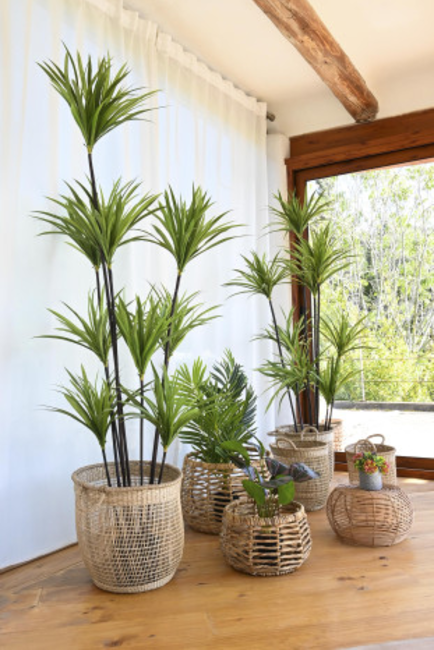 Planta DRACENA