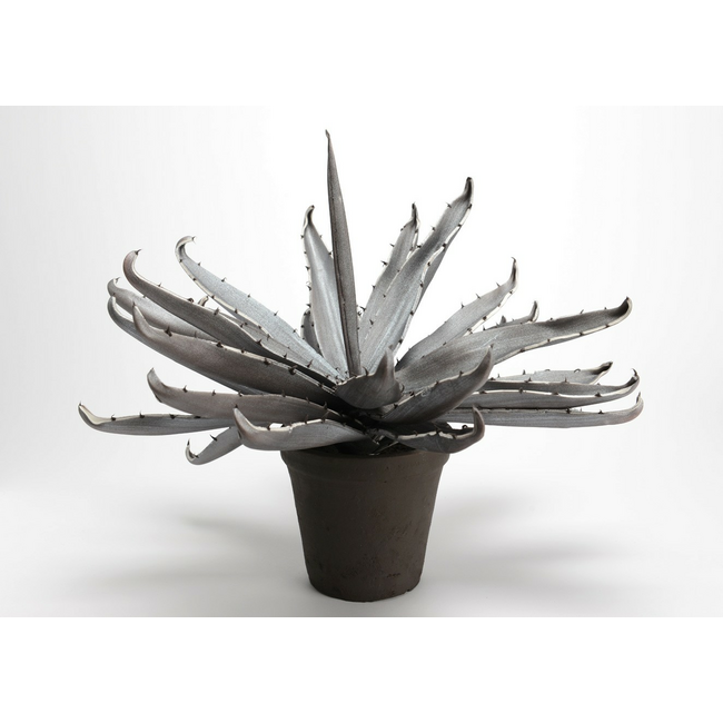 Agave Colors