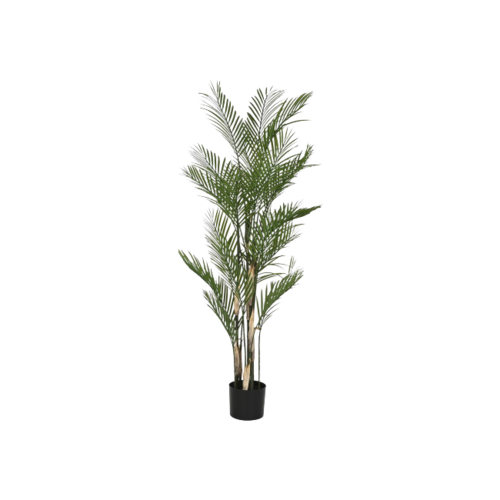 Planta KENTIA 150cm