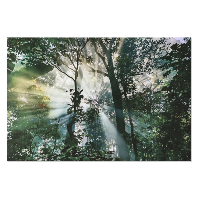 Cuadro LUZ EN EL BOSQUE