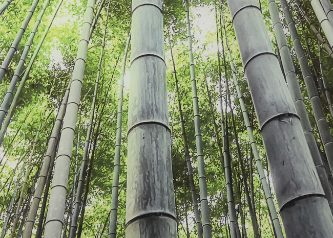 Cuadro BAMBOO