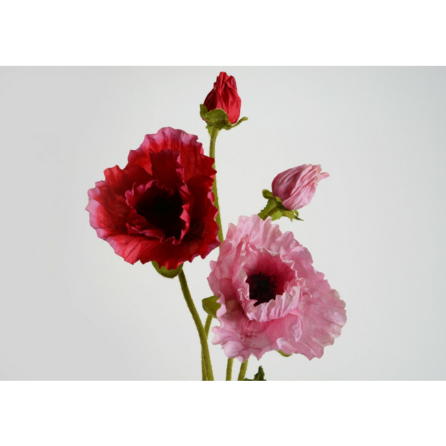 Amapola allegro